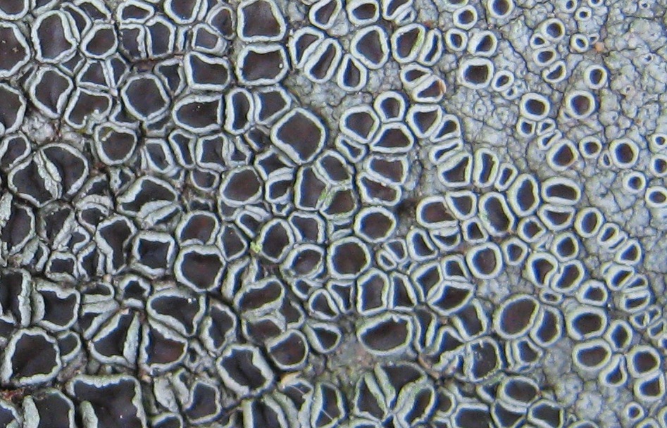 Il potere delle immagini per identificare i licheni